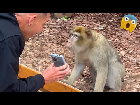 Monkeys Reacting to Magic For The First Time! New Funniest Animals 🐒