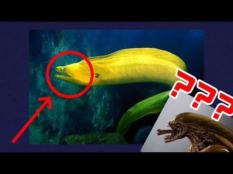 This Eel has the Ability to Bite You TWICE | Alien Ocean