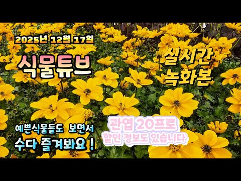 2025년 12월 17일 실시간 방송으로 예쁜식물들 시청 하시면서 수다 즐겨봐요 #양재꽃시장 #식물튜브 #식물아빠