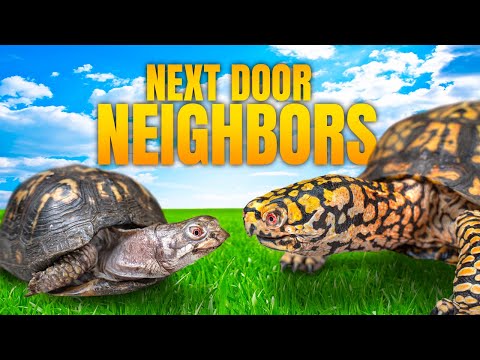 Turtle Confined For 50 Years Prepares For Life Outdoors   With Otis The Turtle That Acts Like A Dog!