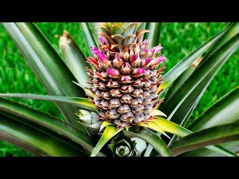 Укоренение и выращивание АНАНАСА у себя дома!