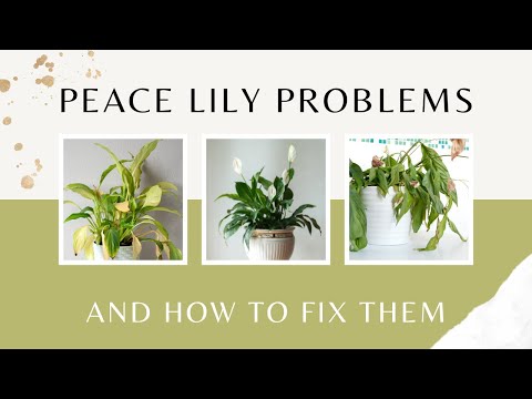Peace Lily problems and how to fix them | Peace Lily Plant Care | MOODY BLOOMS
