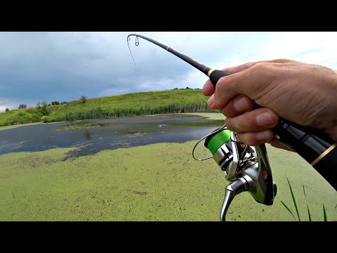 В этом БОЛОТЕ оказалось много ЩУКИ!! Ловля щуки на спиннинг в заросшем болоте.