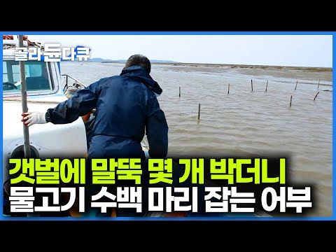 썰물때 박아둔 말뚝 그물에 수백 마리씩 걸리는 물고기｜아침 일찍 망둥어 잡고 잔치 시작하는 강화도 주민｜한국기행｜#골라듄다큐