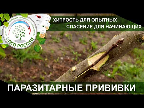 The best tree grafting method for beginners. Parasitic tree grafting.
