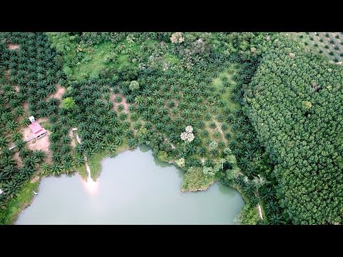 Live on a Palm Tree Plantation - Palm Tree Plantation AirBnB