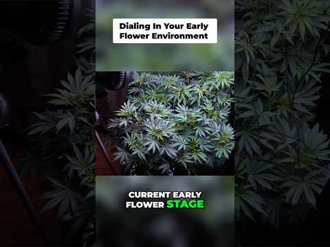 Optimal Flower Stage: Temp, VPD, Humidity & Airflow Guide