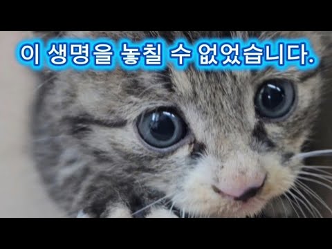 1화 살려달라는 눈빛을 외면할 수 없었습니다.(@dolmangday ) #똘망이의하루#아빠집사#아기고양이#귀여운고양이#풀스토리