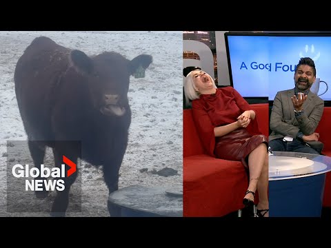 "Spicy beef": Video of Alberta cow leaves TV hosts struggling to keep it together