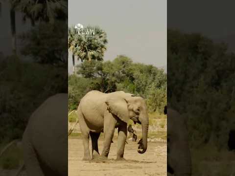How Generations of Elephants use this Secret Water!