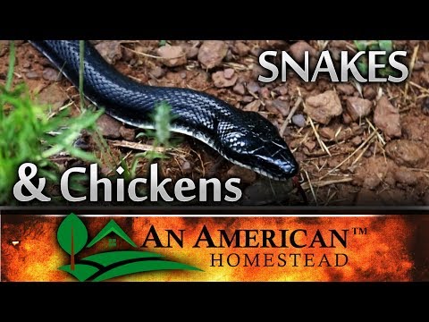 Keep SNAKES Outside Your Chicken Coop - IT WORKS!