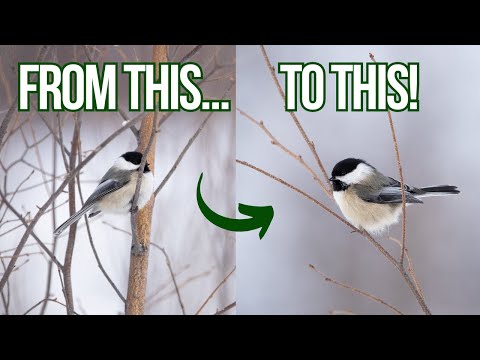 Improve your Bird Photography with this ONE easy trick - Any Camera, Any Skill Level!