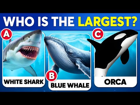 How Good Is Your Knowledge of SEA ANIMALS? ✅🐳🐬 General Knowledge Trivia Quiz
