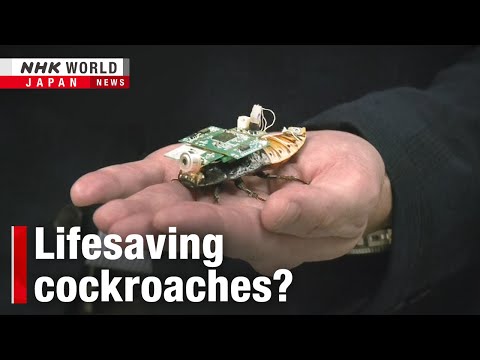 Singapore’s cyborg cockroaches could save your lifeーNHK WORLD-JAPAN NEWS