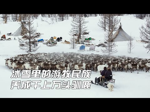 冰天雪地里的游牧民族，养了成千上万头驯鹿，过着自给自足的生活