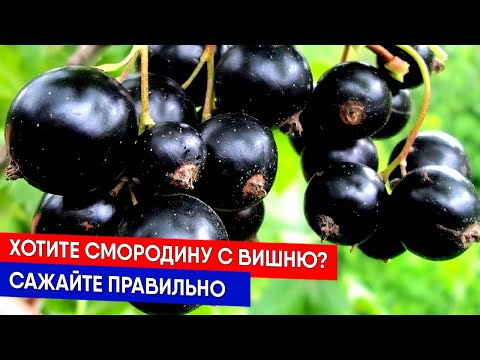Смородина размером с вишню - сажайте правильно