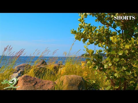 Close your eyes and relax 💚 Music: 'Kesä' by Peder B. Helland