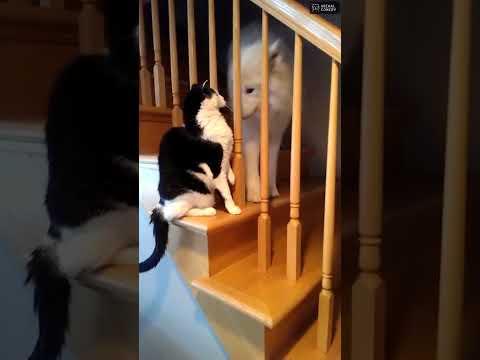 Try not to laugh! 😂 #funny #animalvideos #cute #shorts