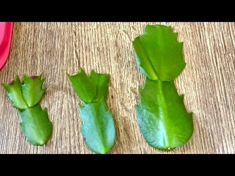 ✅Decembrist from a segment to a lush bush🪴/Reproduction of Schlumbergera by segments#Decembrist
