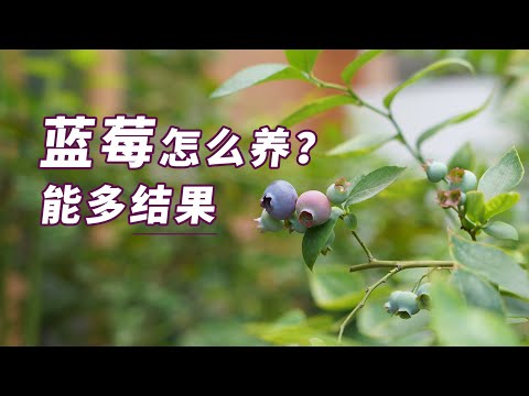 园丁小饭丨想要蓝莓多结果？这样照顾它才行