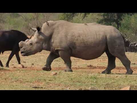 Rhinos: What Happened to Their Horns? And Why Do They Spray?