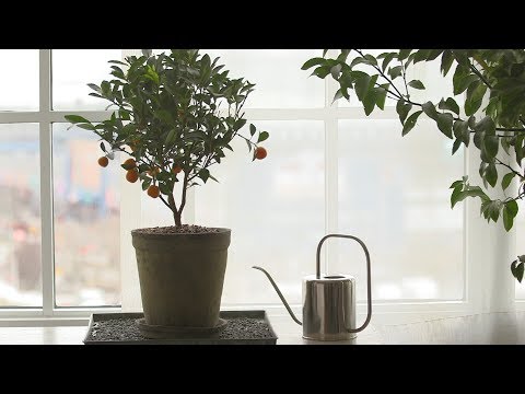 How to Grow Citrus Indoors - Martha Stewart