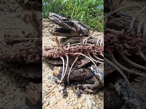 Dia 60 Buscando Anaconda de 10M ! 🐍