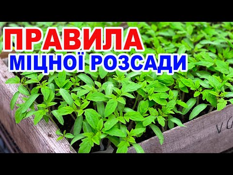 Це треба знати про вирощування розсади !
