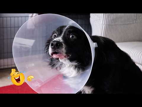 I Can’t Believe These Dogs Are Still This Funny 😂 Best Funny Dog Videos of 2026 🐶