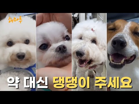 강아지와 눈이 마주치면 일어나는 일