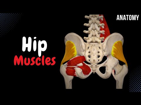 Muscles of the Hip (Groups, Origin, Insertion, Function)