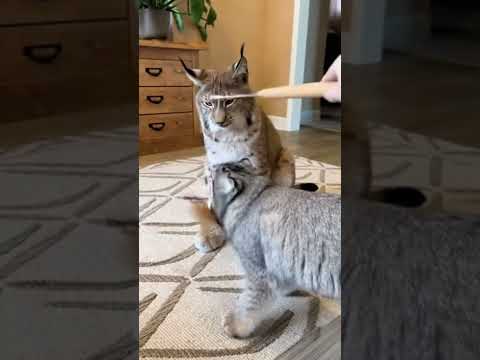 Battle of Giants: Pallas’s Cat vs Lynx 🥊