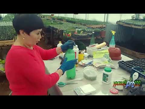 Метод укоренения Калибрахоа за 7 дней.