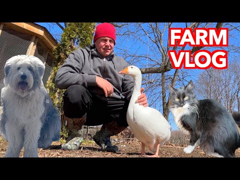 A Fresh Start for the Geese - Farm Vlog