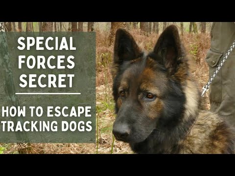Special Forces Secret: How to Evade Tracker Dogs