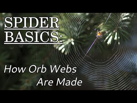 How Orb Webs Are Made - Spider Basics: Beyond the Eight Legs, Episode 3