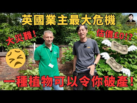 【災難現場】英國業主最大危機！銀行估價隨時歸零｜呢種植物竟可令你破產？｜英國物業被虎杖攻陷｜講英測量師