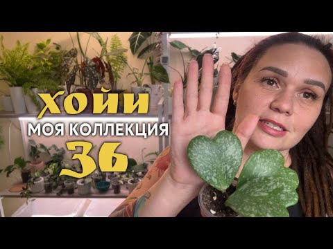 ХОЙИ. 36 сортов в моей коллекции. Как они ВЫРОСЛИ за месяц.