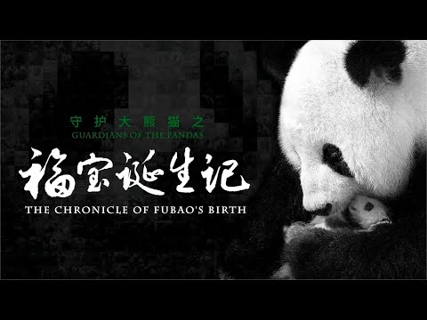 The Chronicle of Fubao's Birth, Guardians of  Pandas Series 【CCTV纪录】