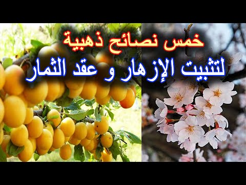 طرق تثبيت الإزهار و تكوين الثمار و عدم تساقطها بالاشجار المثمرة
