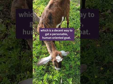 How You Can Get a Friendly Goat 🐐