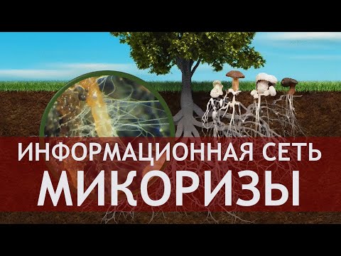 Кормилица микориза – проводник природных богатств и невидимый защитник