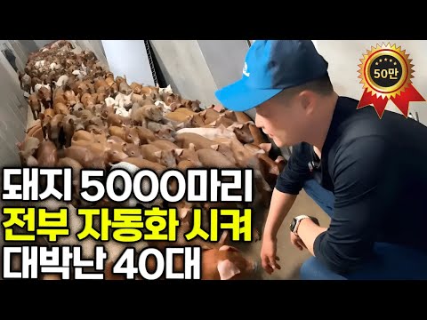 Hoeun Farm, a 40-year-old man who became the first in Korea to automate all 5,000 pigs, hits the ...