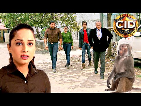 একটি হত্যা মামলায় সিআইডিকে সাহায্য করেছিল বানর || সিআইডি CID || crime series 2025