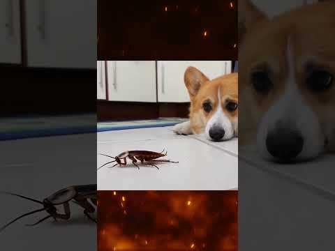 Dog Meets Cockroach - What Happens Next? #cockroaches #funny