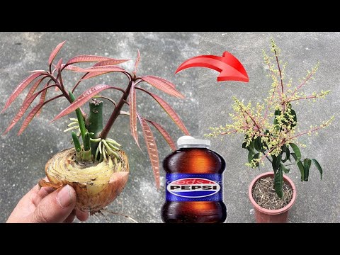 SUPER SPECIAL TECHNIQUE for breeding MANGO from Pepsi~onions, stimulating super fast growt