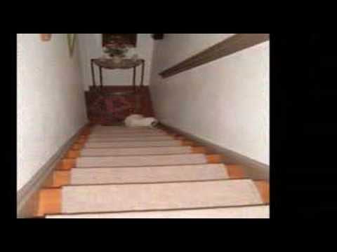 Birman playing "Fetch" with red nose