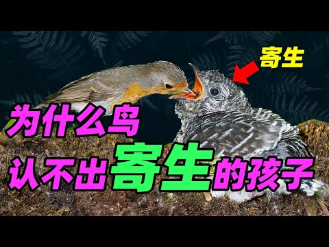 Why the host is helpless against the parasitic cuckoo