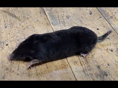 Maulwurf lebendig fangen, wir zeigen Ihnen hier eine Bauanleitung für eine Falle