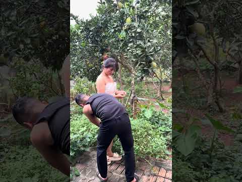 Anh Hàng Xóm xin rau